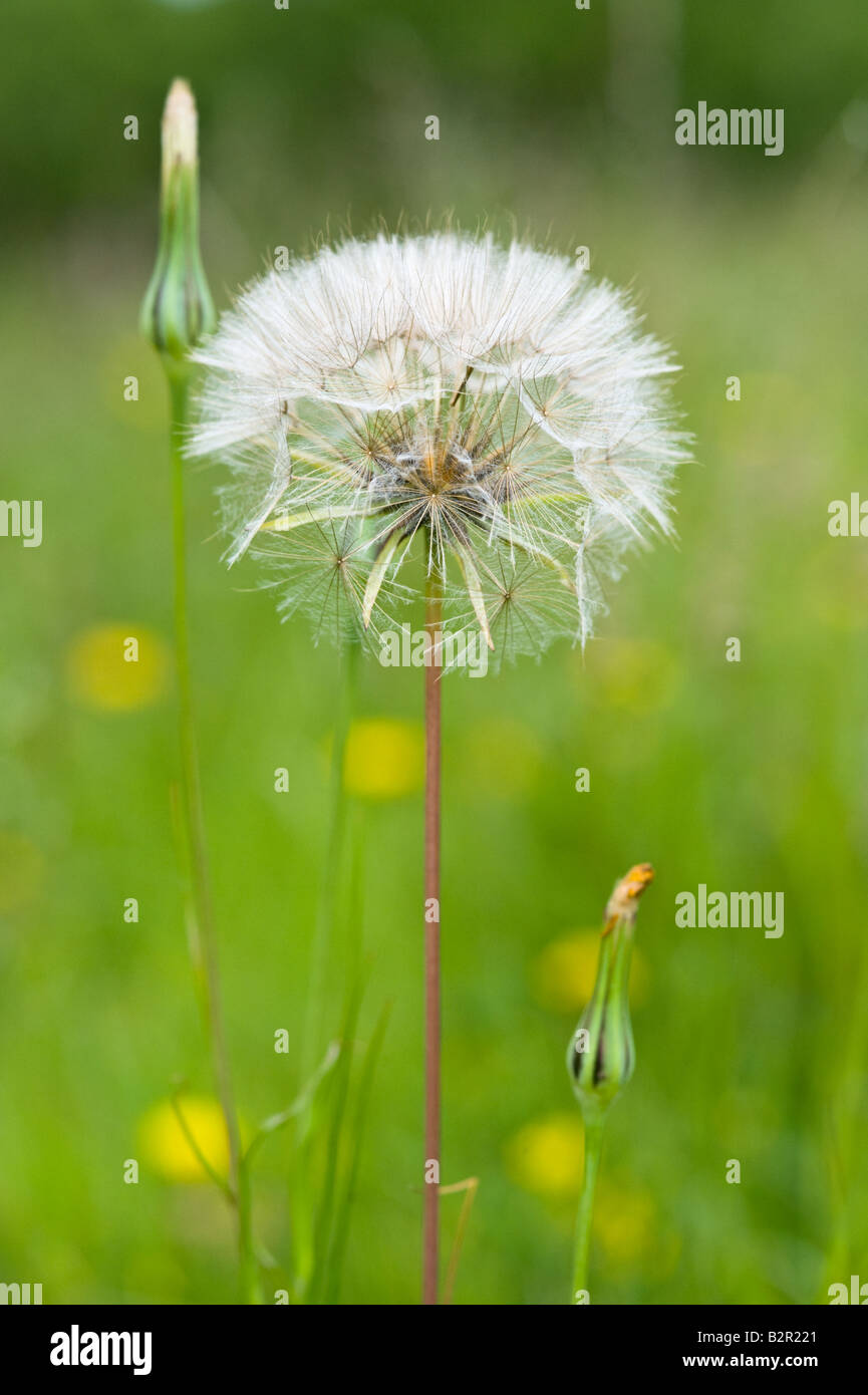 Di capra da barba Tragopogon pratensis seedhead Miller Dale Derbyshire Regno Unito Europa Luglio Foto Stock