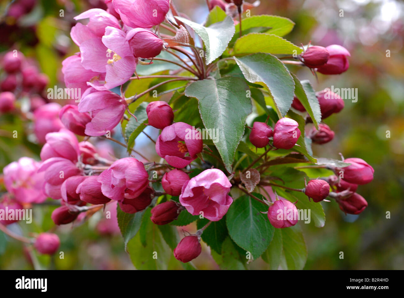 Crabapple tree blossoms Foto Stock