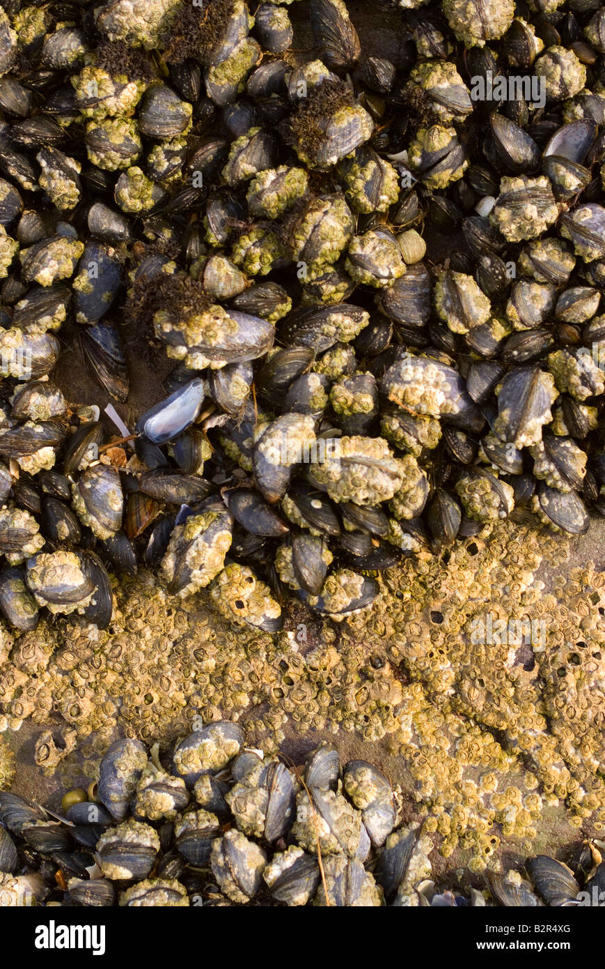 Comune di cozze Acorn Barnacles e lumache di mare si aggrappano a rocce dal Tideline a Carrick Dumfries and Galloway Scotland Regno Unito Foto Stock