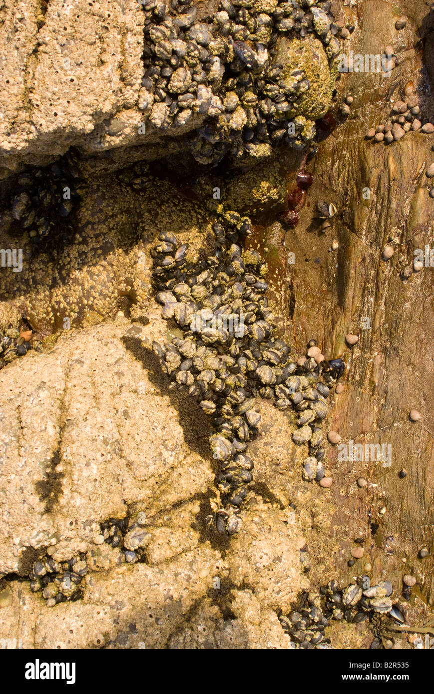 Comune di cozze Acorn Barnacles e lumache di mare si aggrappano a rocce dal Tideline a Carrick Dumfries and Galloway Scotland Regno Unito Foto Stock