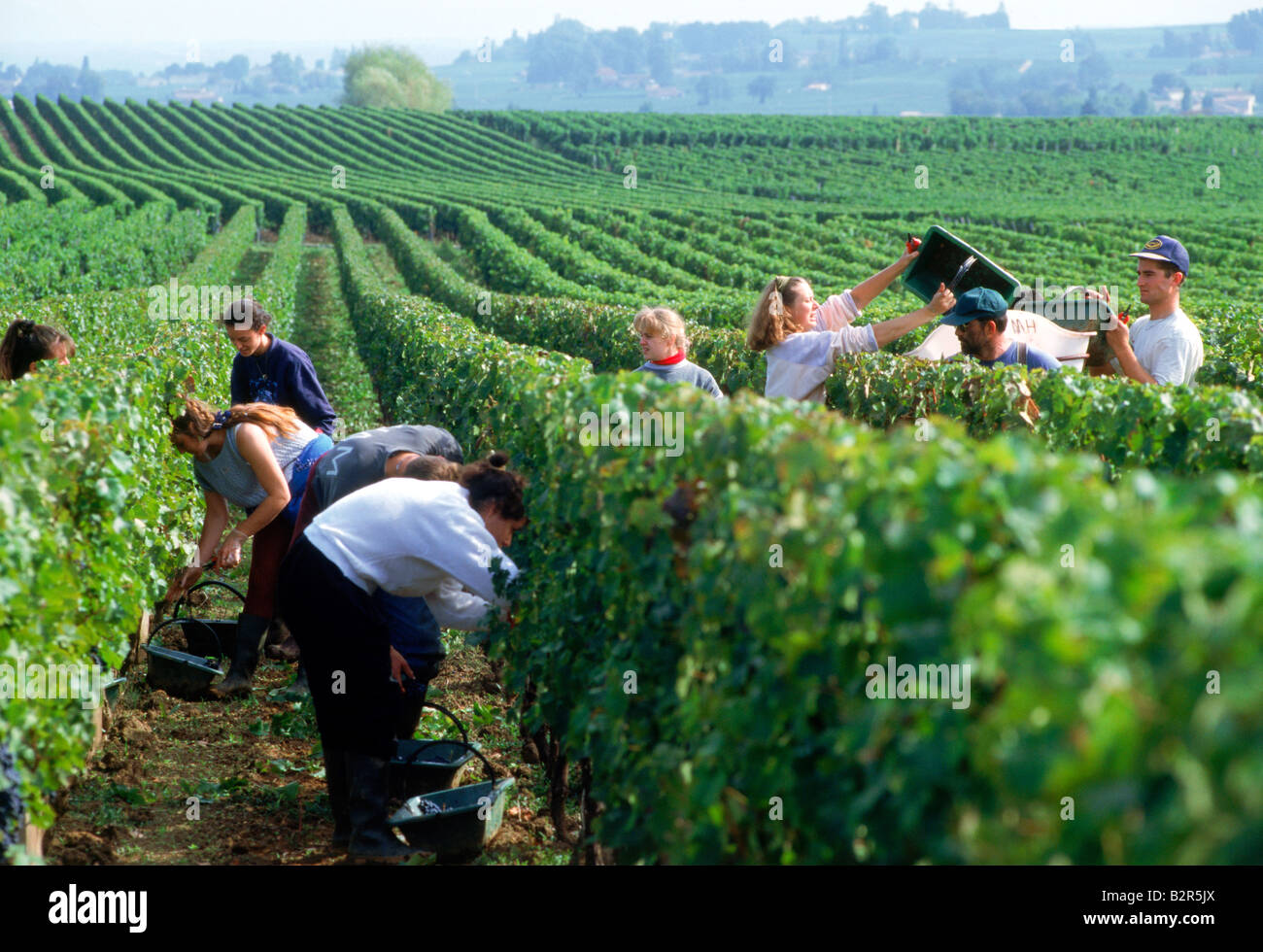 La raccolta di uve (vendage) a montagne vicino al villaggio di St Emilion nella regione di Bordeaux in Francia Foto Stock