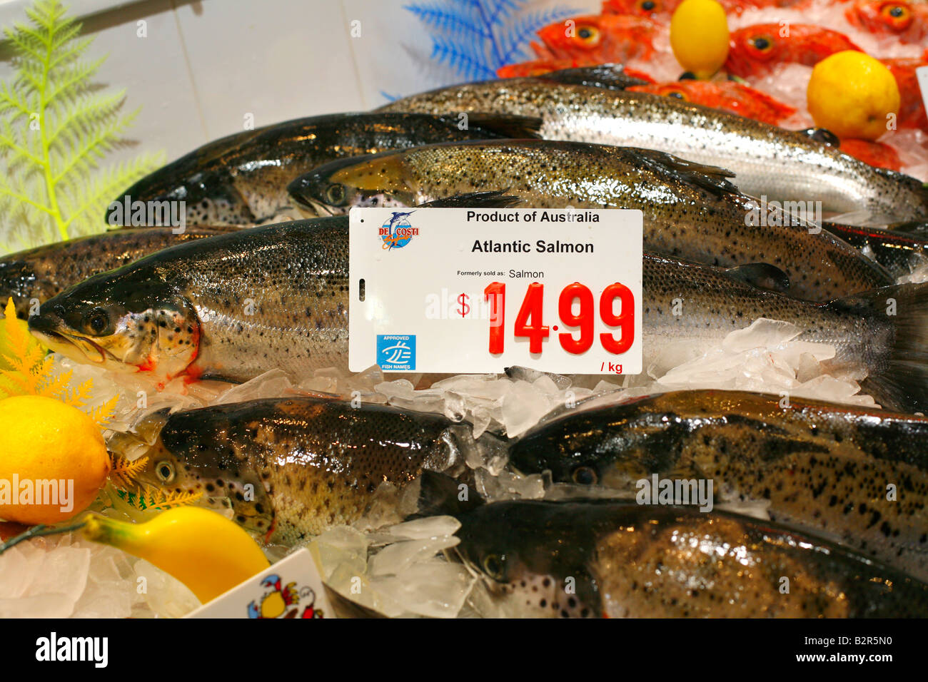 Salmone atlantico di allevamento per la vendita a Sydney nel mercato del pesce Foto Stock