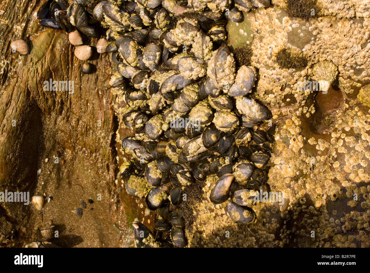 Comune di cozze Acorn Barnacles e lumache di mare si aggrappano a rocce dal Tideline a Carrick Dumfries and Galloway Scotland Regno Unito Foto Stock