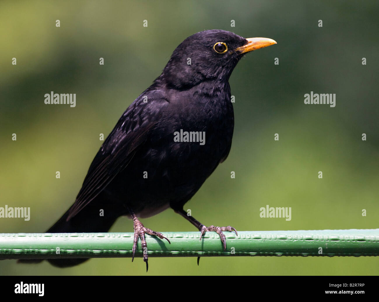 Merlo (Turdus Merula) seduto sul polo Foto Stock