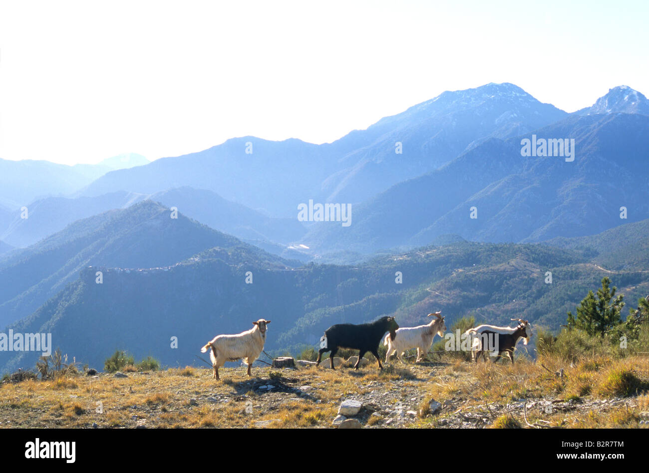 Vesubie valley Alpes-Maritimes 06 parco nazionale del Mercantour Francia Paca Europa Foto Stock