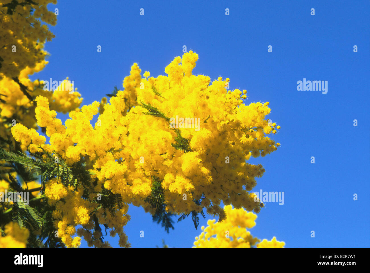 Mimosa fiore invernale riviera francese Alpes-Maritimes 06 Cote d Azur costa azzurra Francia Paca Europa Foto Stock