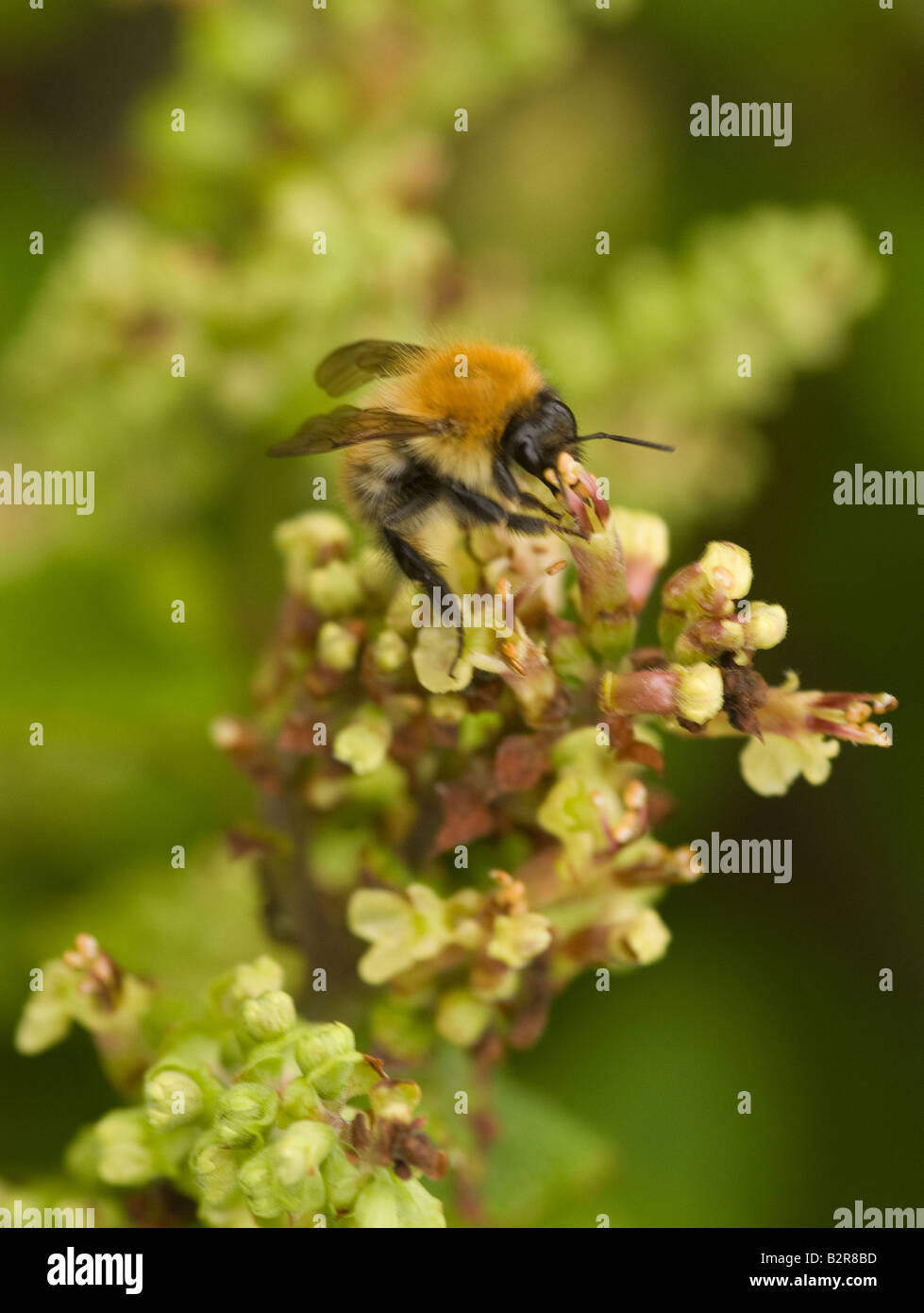 Bumble Bee in cerca di polline su un Bianco fiore Mullein testa vicino a Carrick Dumfries and Galloway Scotland Regno Unito Regno Unito Foto Stock