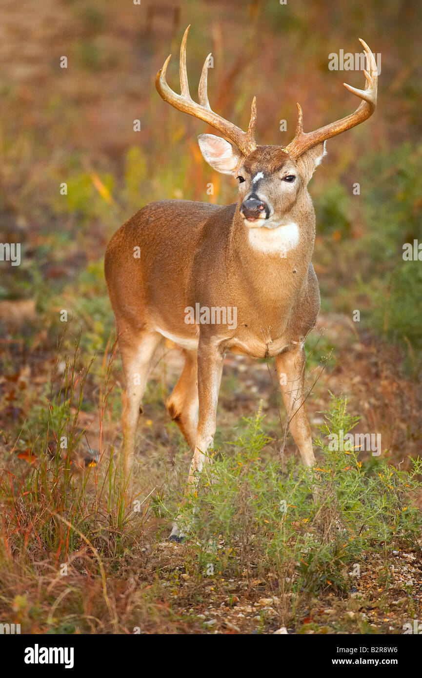 White-Tailed Deer Odocoileus virginiannus Burneyville Oklahoma USA Foto Stock