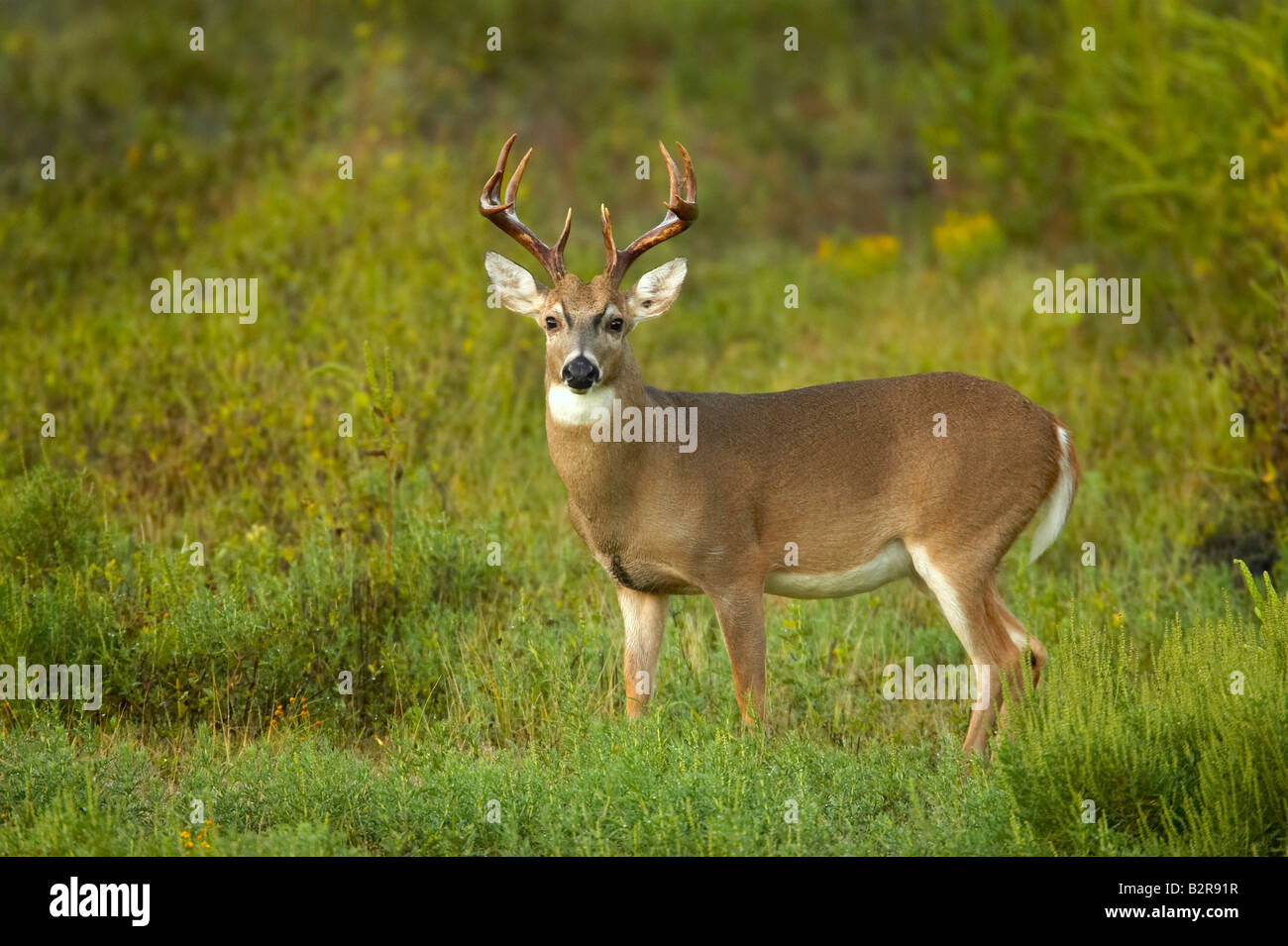 White-Tailed Deer Odocoileus virginiannus Burneyville Oklahoma USA Foto Stock