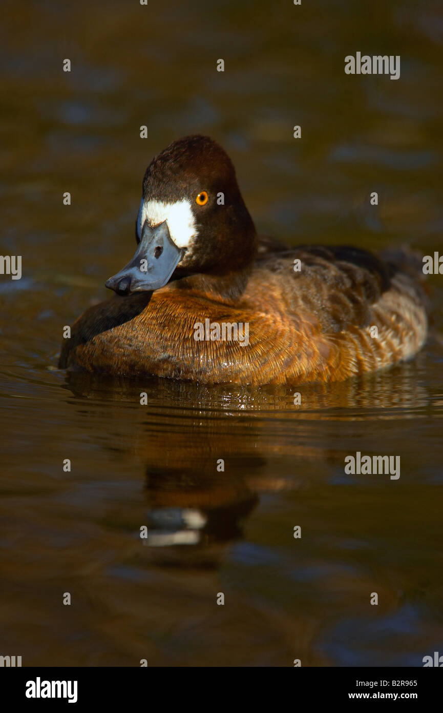 Lesser Scaup Aythya affinis Fort Worth Texas USA Foto Stock