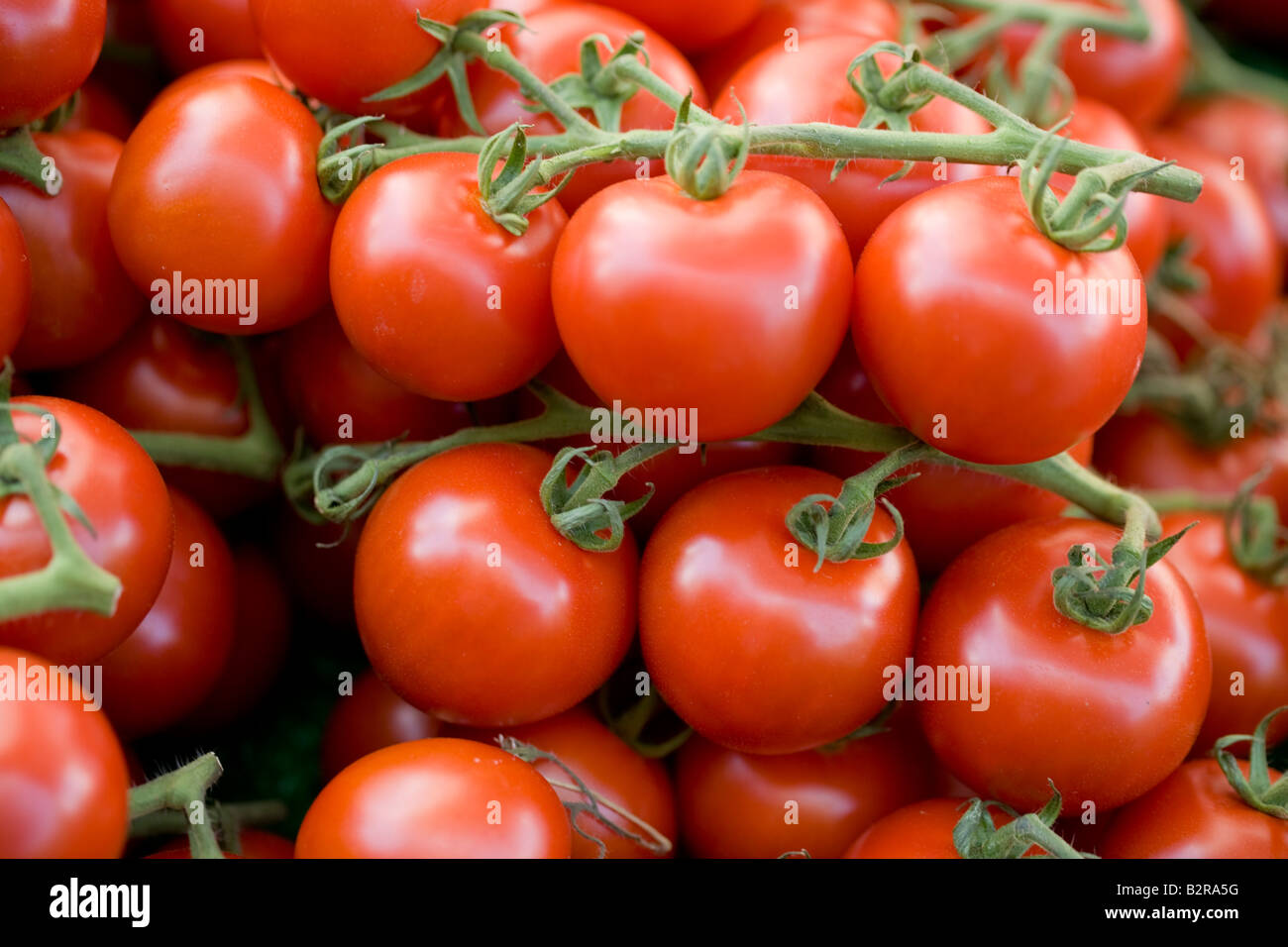 Pomodoro, vegetali, frutta, vite, Bianco, sfondi, freschezza, cibo, Macro, isolato, rugiada, organico, bagnato, Rosso, Mangiare Sano, dr. Foto Stock