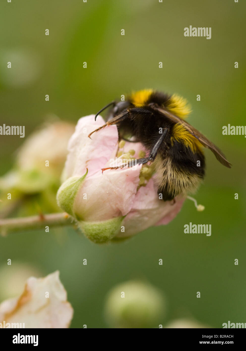 Bumble Bee in cerca di polline su una rosa bianca Bud testa di fiori vicino a Carrick Dumfries and Galloway Scotland Regno Unito Regno Unito Foto Stock
