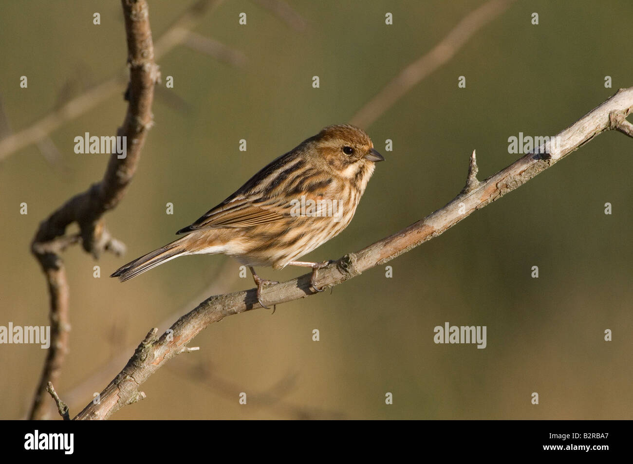 Reed Bunting Emberiza schoeniclus Stodmarsh Regno Unito Foto Stock