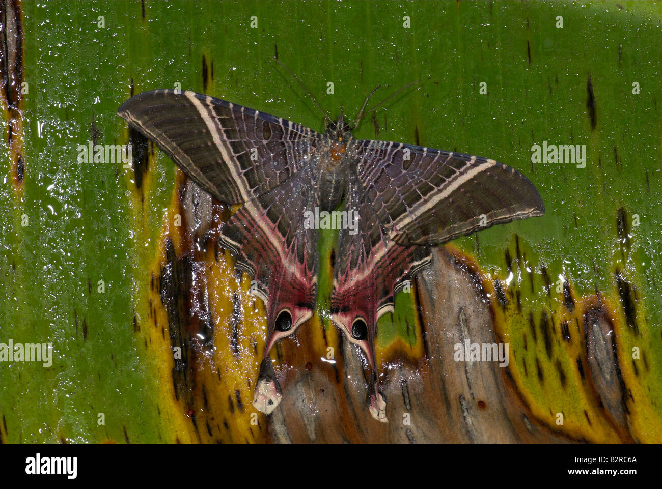 La tignola Uraniidae sp Costa Rica Foto Stock