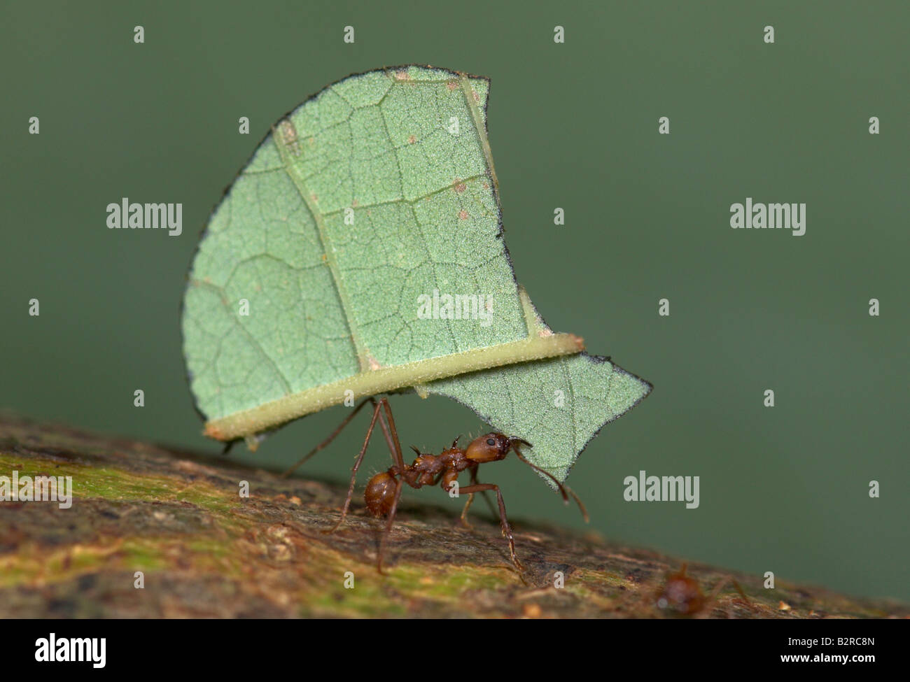 Foglie di formiche trinciatrice atta cephalotes Costa Rica Foto Stock
