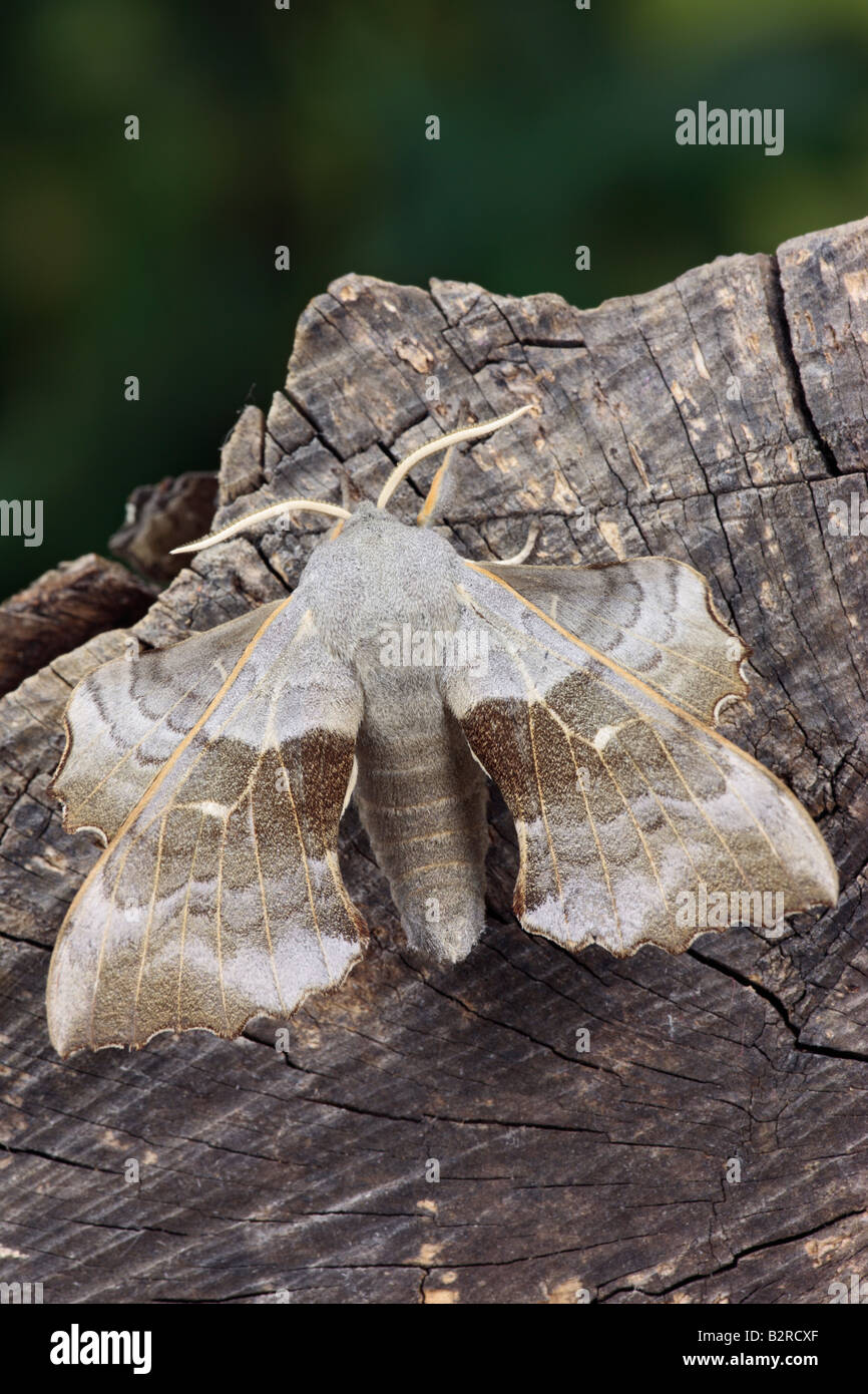 Il PIOPPO Hawk-moth Laothoe populi a riposo Potton Bedfordshire Foto Stock
