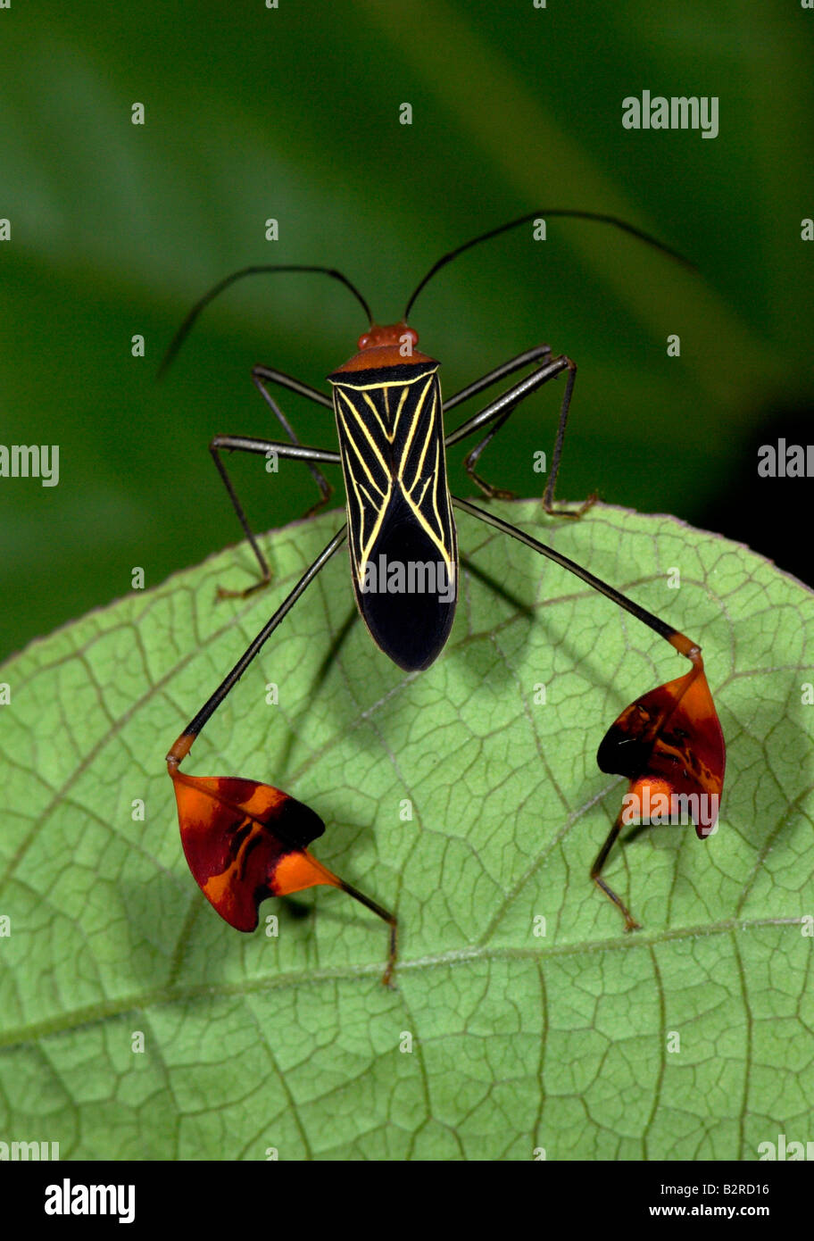 Bandiera Footed Bug Anisocelis flavolineata Costa Rica Foto Stock