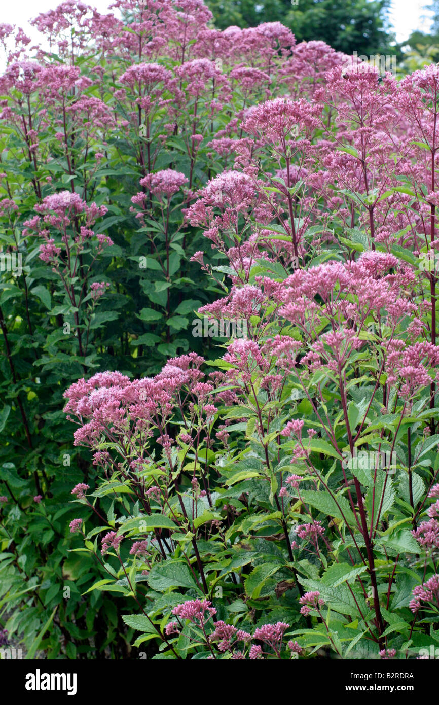 EUPATORIUM PURPUREUM VIOLA BUSH Foto Stock