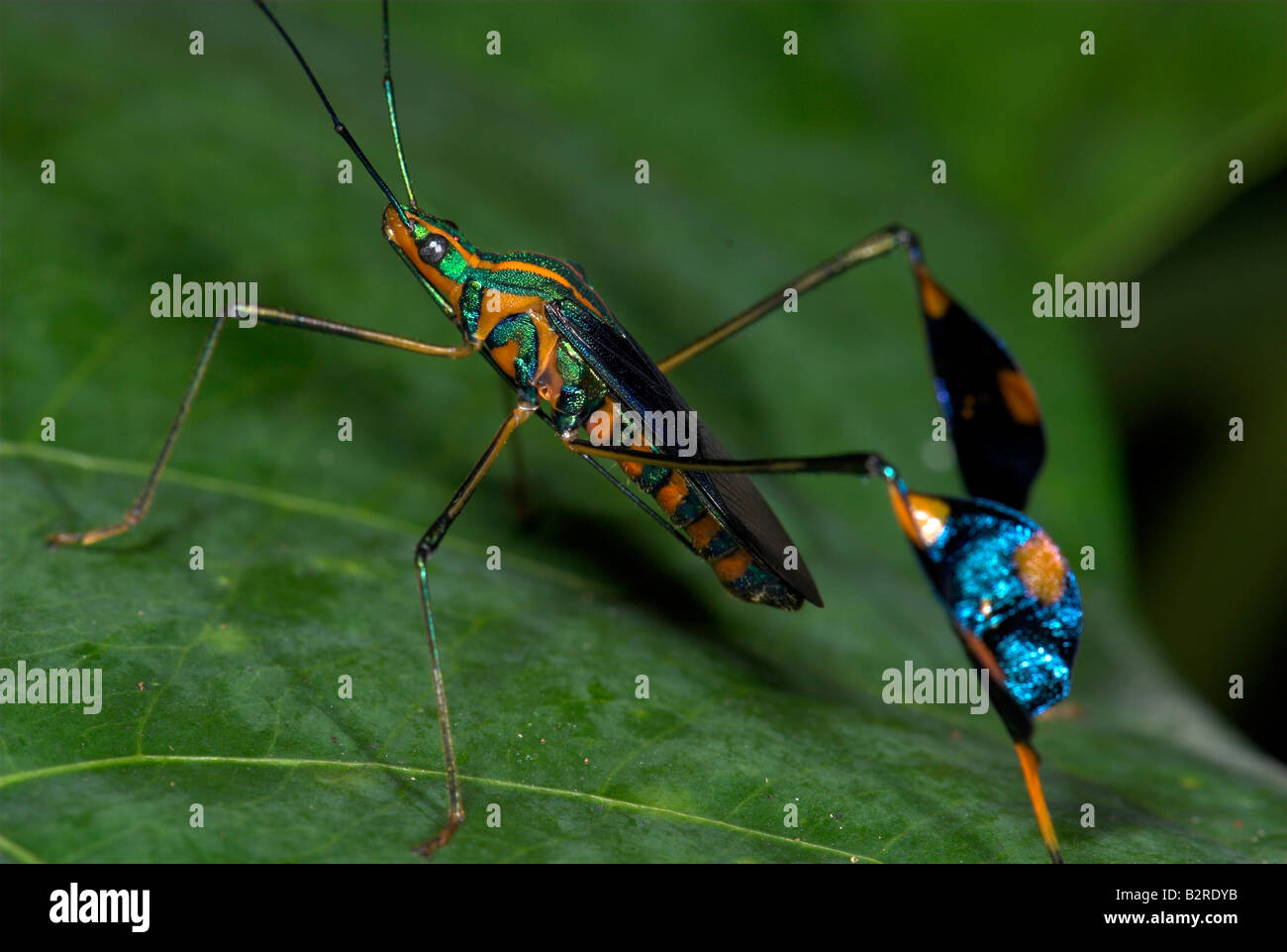 Bandiera Footed Bug Anisocelis flavolineata Costa Rica Foto Stock