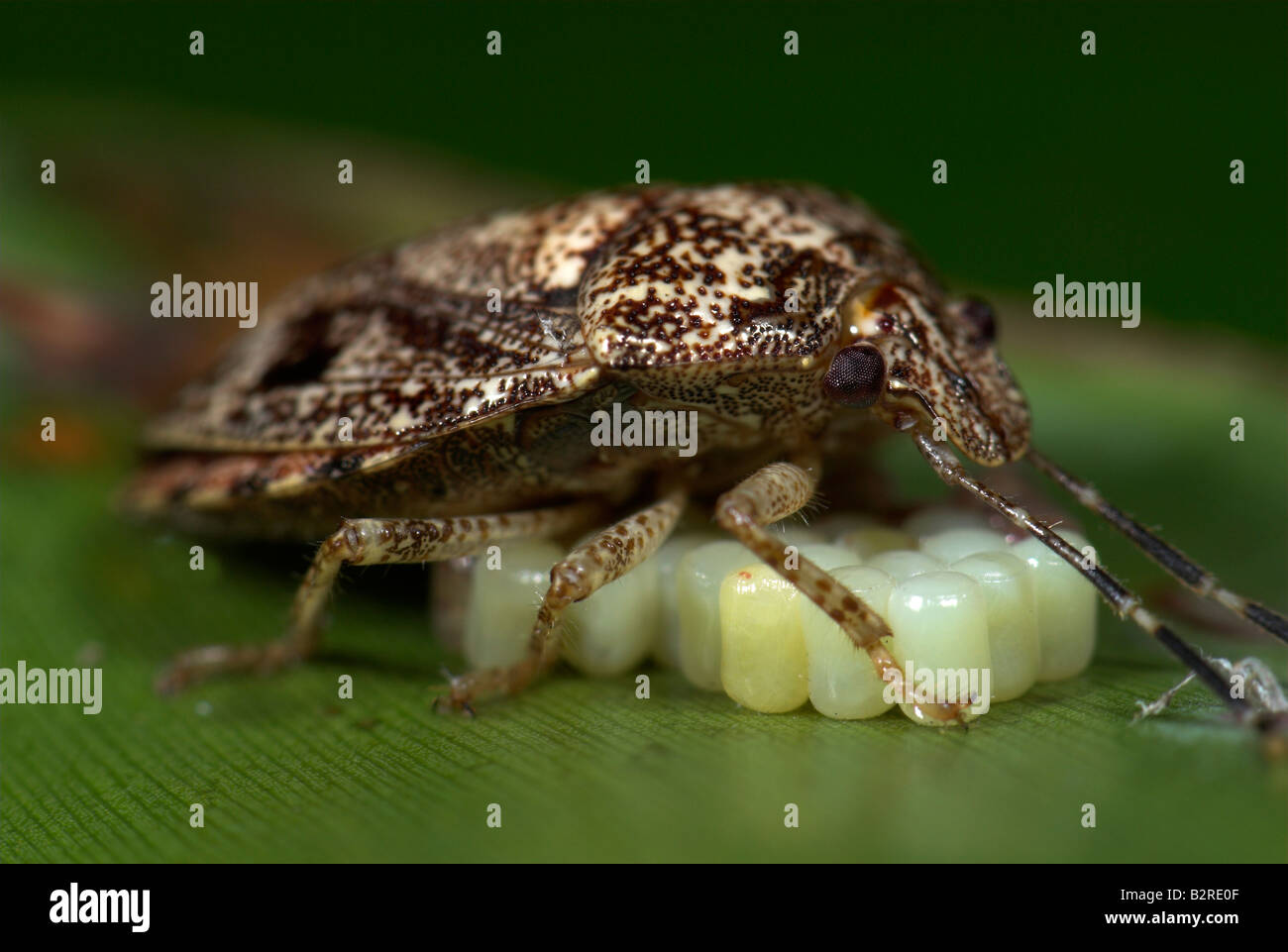 Il fetore Bug FamilyPentatomidae Costa Rica Foto Stock