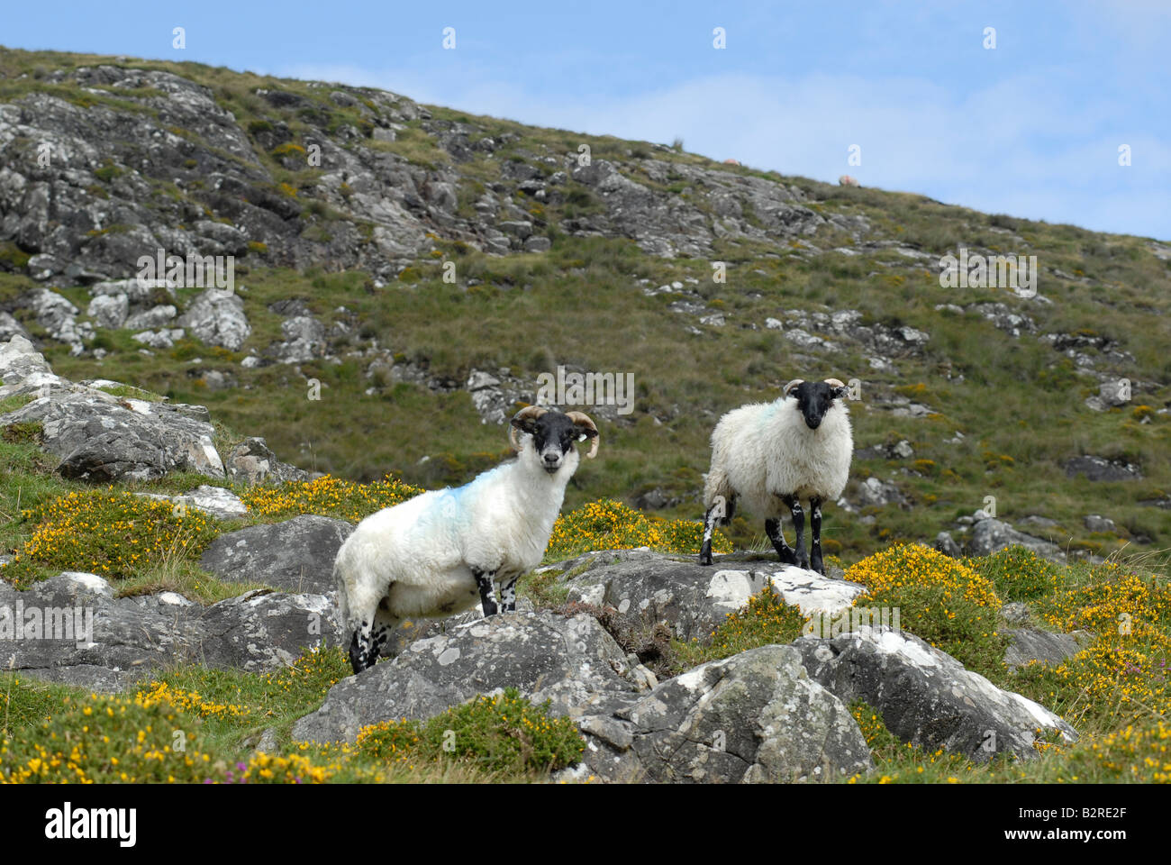 Pecore sulle rocce Roundstone, Irlanda Foto Stock