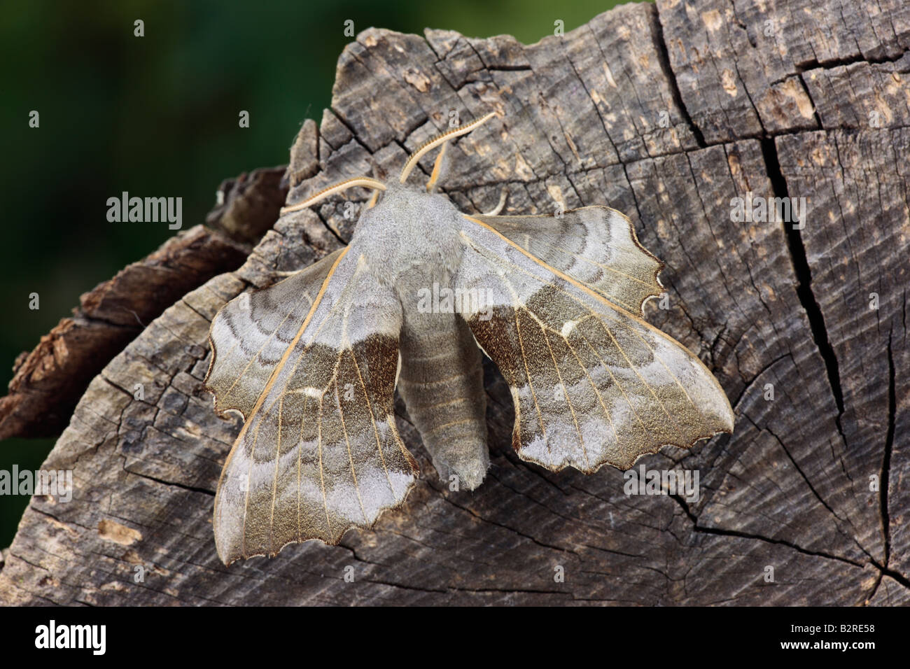 Il PIOPPO Hawk-moth Laothoe populi a riposo sul log Potton Bedfordshire Foto Stock