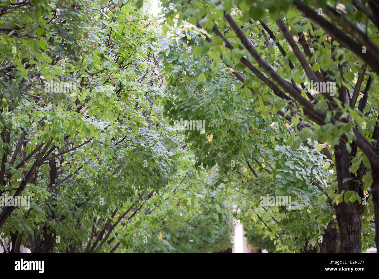 alberi a Parigi Foto Stock