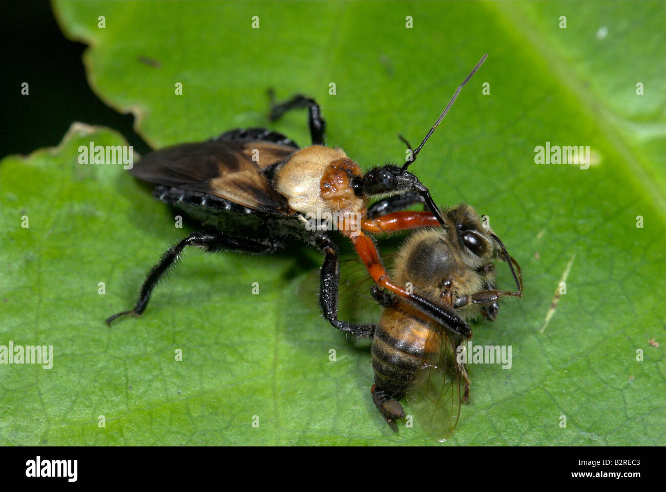 Assassin Bug FamilyReduviidae Costa Rica Foto Stock