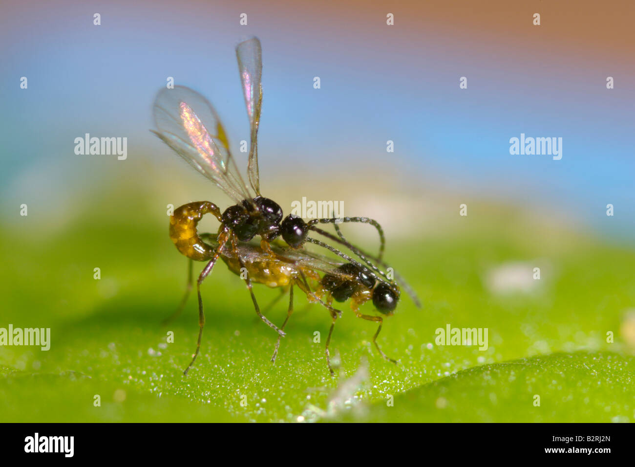 Vespe parassita Aphidius colemani coniugata Foto Stock