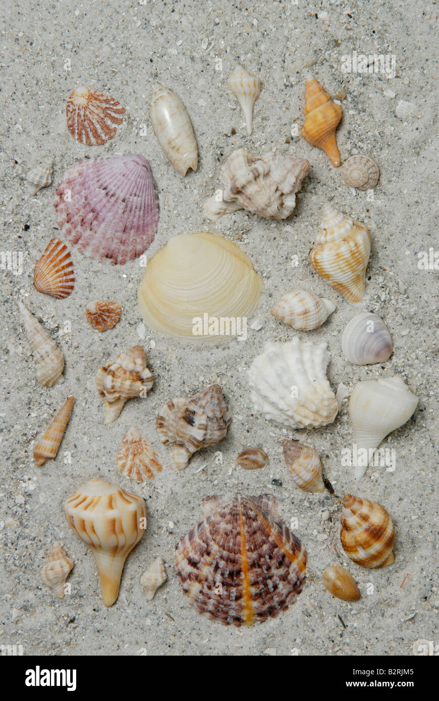 Una varietà di mollusco conchiglie raccolte da Sanibel Island costa del Golfo della Florida Foto Stock