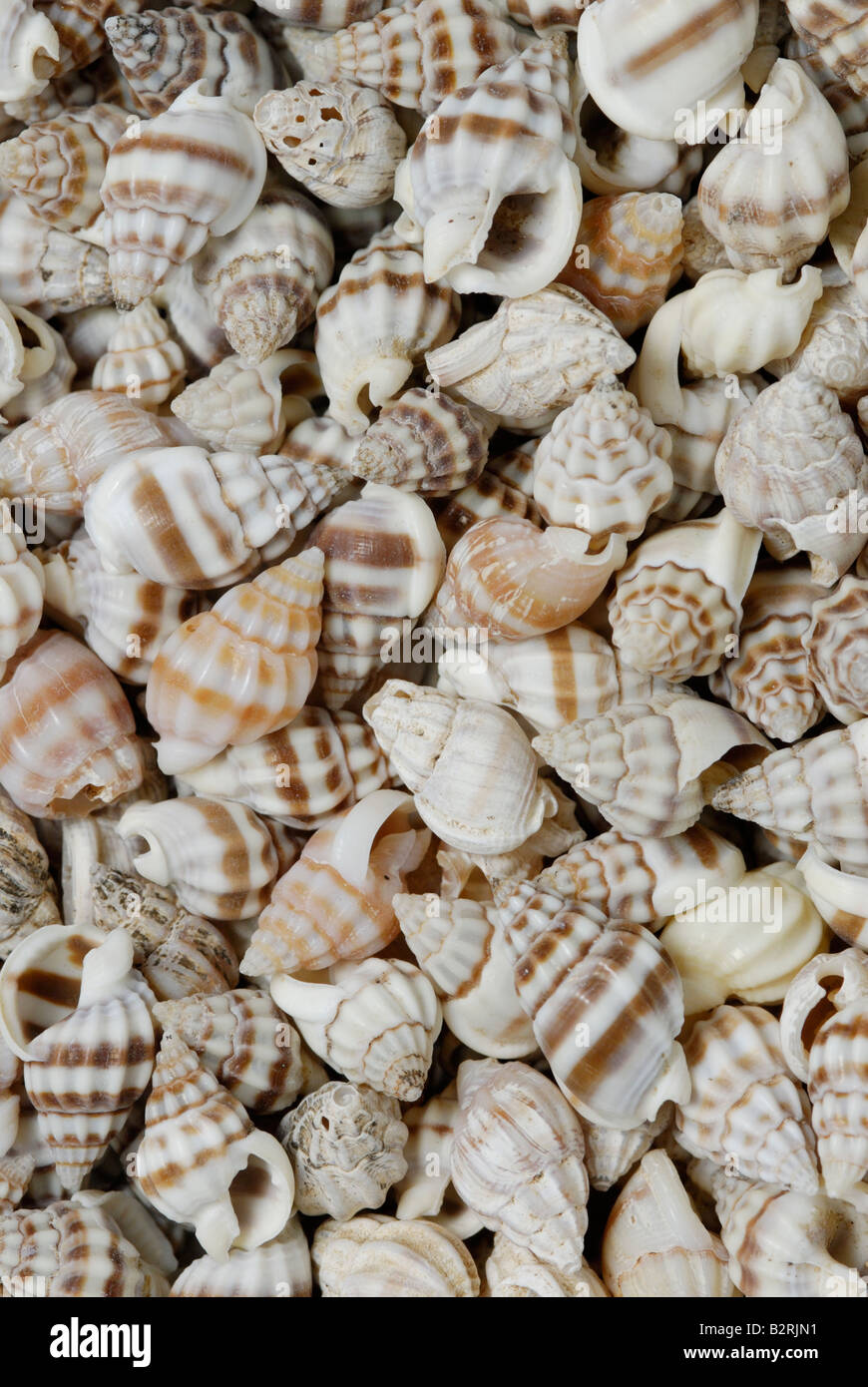 Una raccolta di piccoli gusci di gasteropodi gasteropodi sono singole molluschi sgusciati Foto Stock