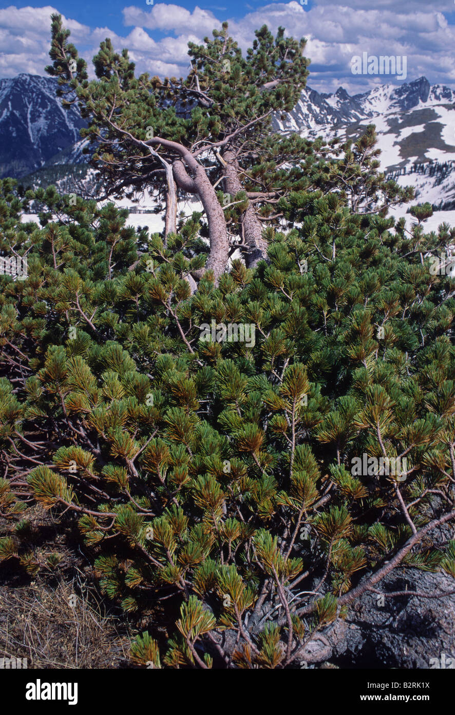 Whitebark Pine, Pinus albicaulis, albero a 2.300 metri di altitudine, il Parco Nazionale di Yellowstone, Foto Stock