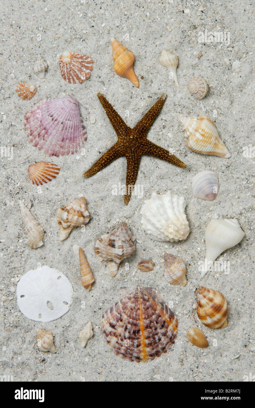 Una varietà di invertebrati marini raccolti da Sanibel Island costa del Golfo della Florida Foto Stock