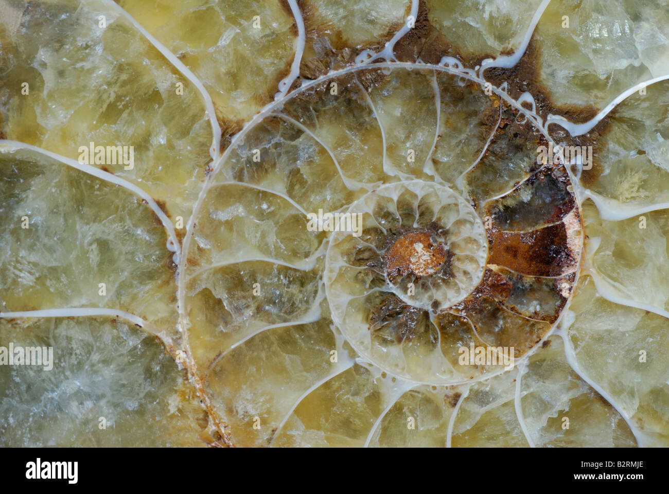 Ammonita fossili del Madagascar del periodo Cretaceo Foto Stock