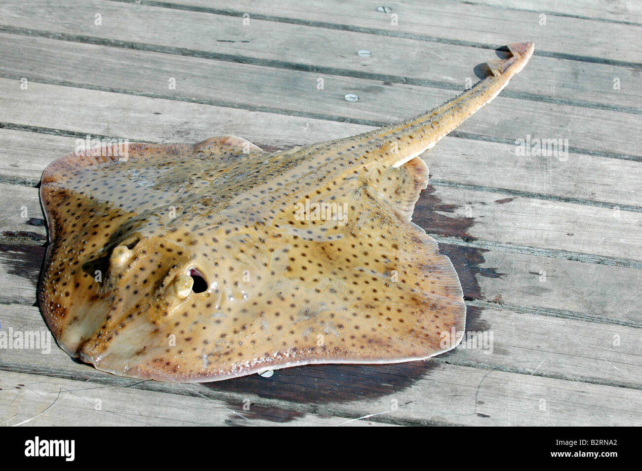 Close up ray pesci catturati e giacente sul ponte della banchina del molo al di fuori dell'acqua Foto Stock