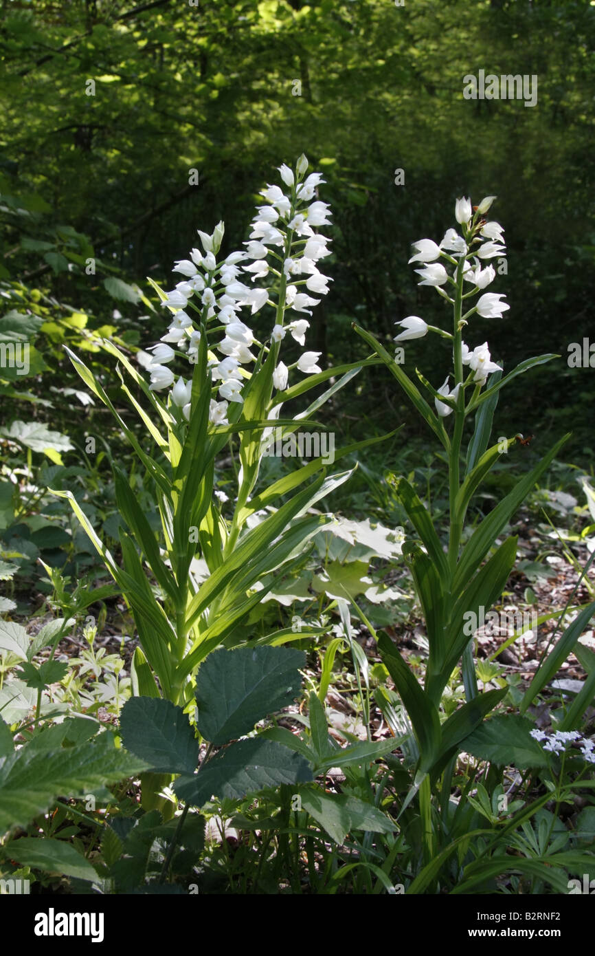 Gruppo di spada lasciato helleborines, cephalanthera longifolia Foto Stock