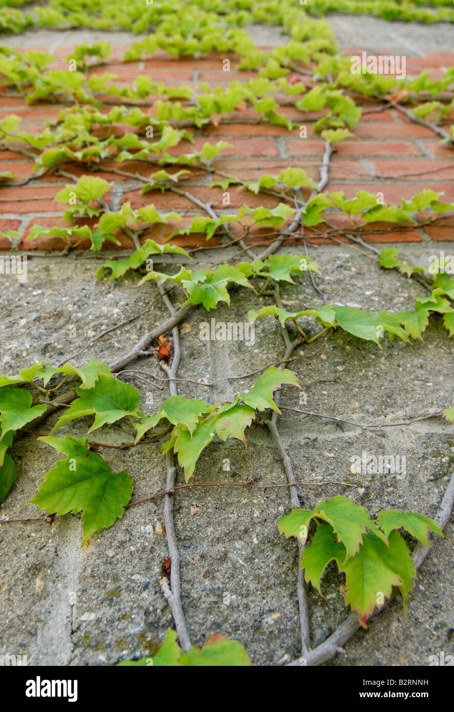 Superriduttore giapponese Parthenocissus tricuspidata, thigmotropism Foto Stock