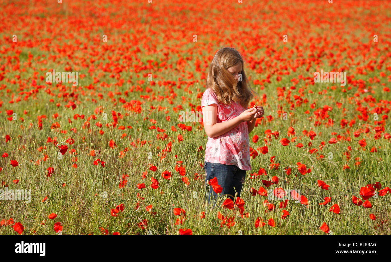 8 anno vecchia ragazza esaminando un fiore in un campo di papavero. Foto Stock