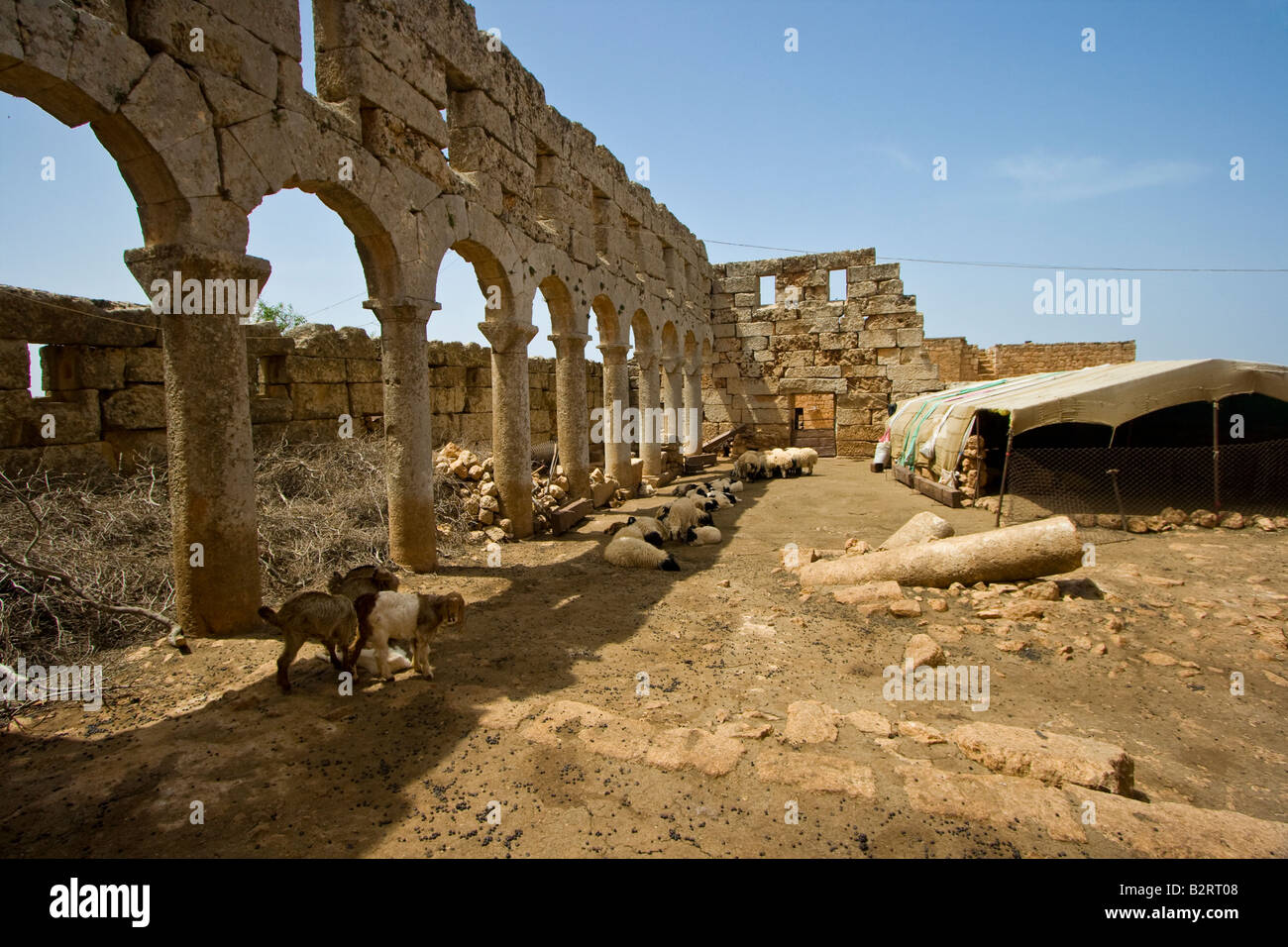 Tenda Beduin all'interno bizantina cattedrale romana rovina a Ruweiha città morta in Siria Foto Stock