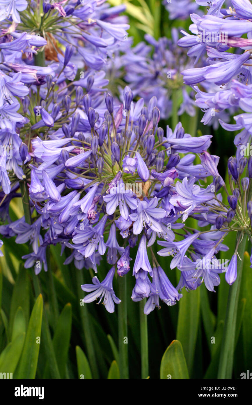 AGAPANTHUS blue bird Foto Stock