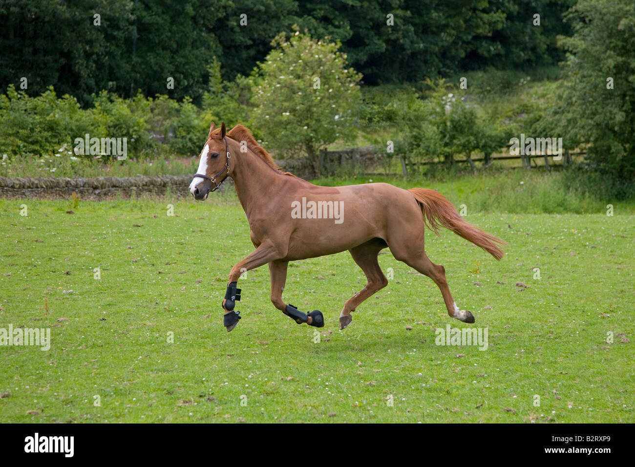 Chestnut Mare in esecuzione nel campo Foto Stock