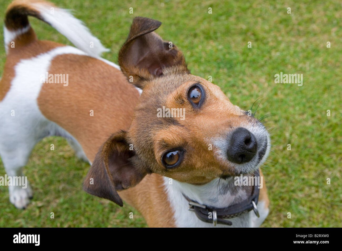 Jack Russell Terrier Norfolk UK Luglio Foto Stock