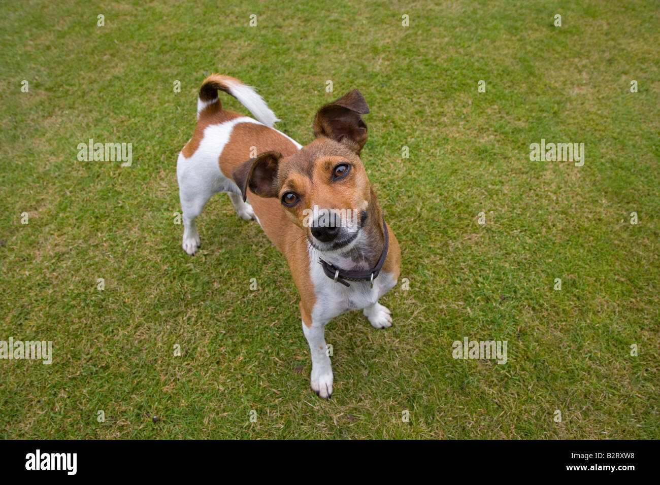 Jack Russell Terrier Norfolk UK Luglio Foto Stock