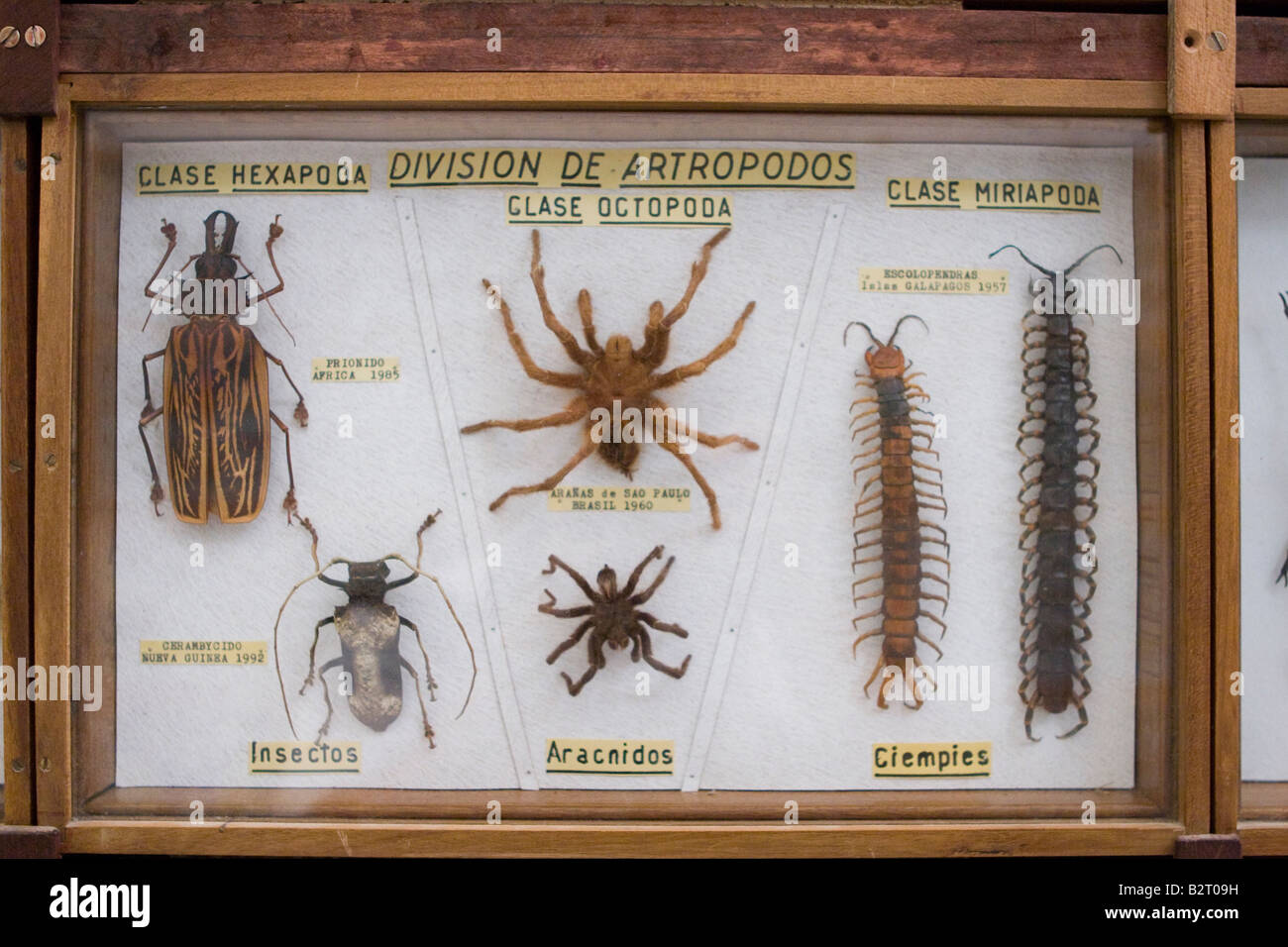 Divisione di artropodi collection (ragni, centipede e insetti) esposti nel museo Rocsen, Nono, Cordoba, Argentina Foto Stock
