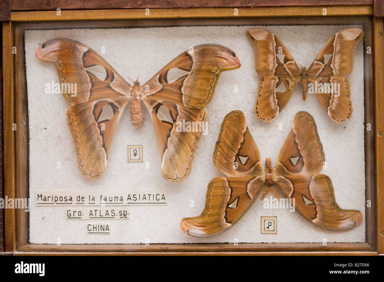 Asian butterfly collezione esposta nel museo Rocsen (Museo Polifacetico) nel nono, Cordoba, Argentina Foto Stock