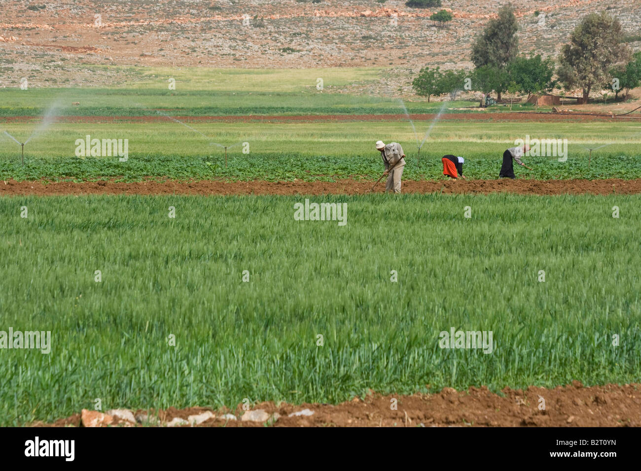 Siro gli agricoltori che lavorano in un campo in Siria Foto Stock
