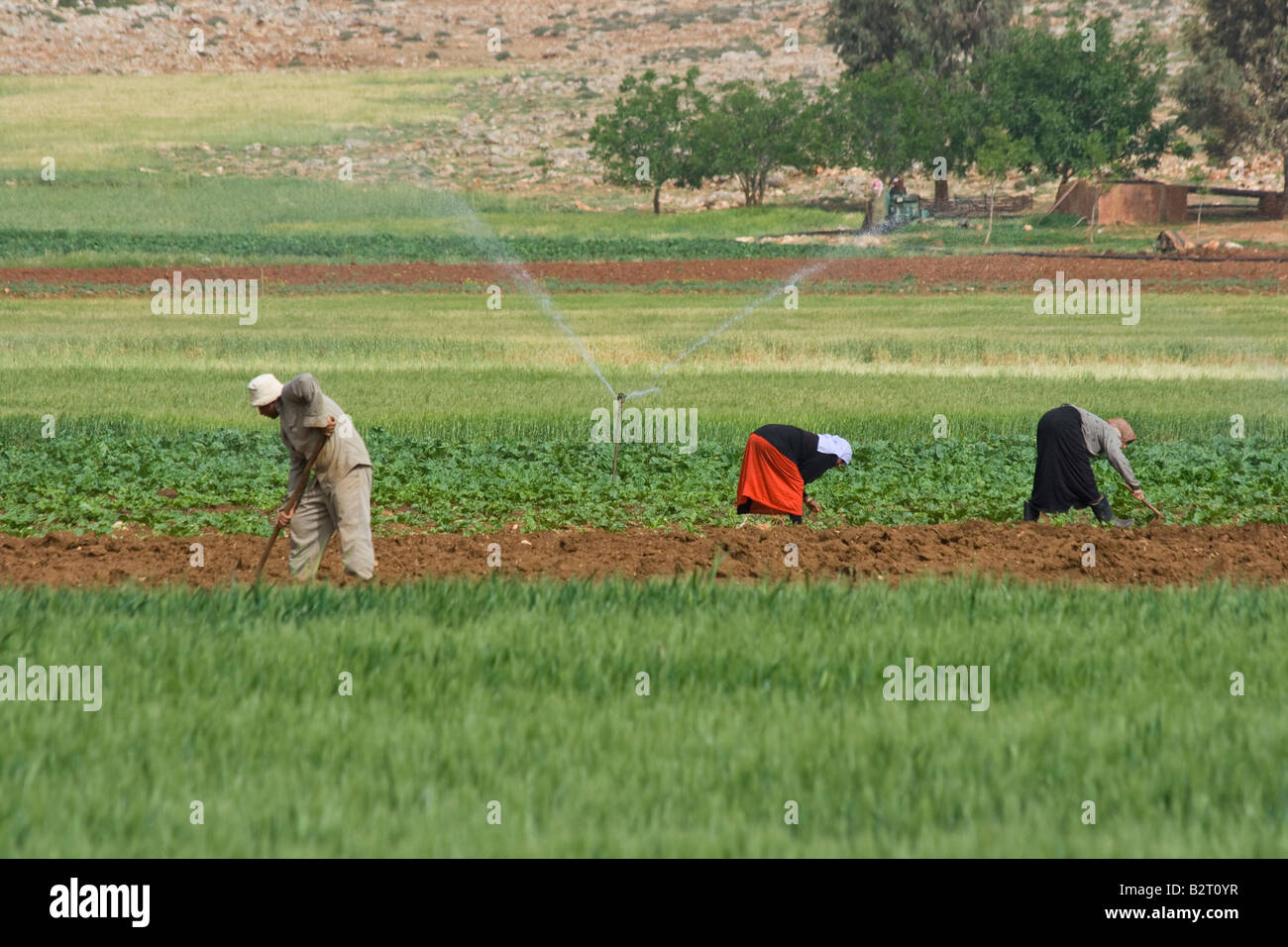 Siro gli agricoltori che lavorano in un campo in Siria Foto Stock