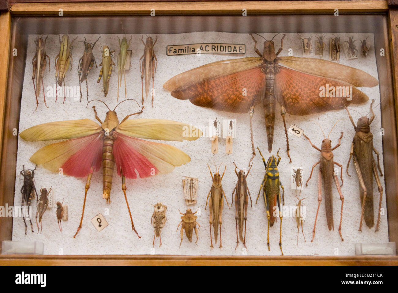 Acrididae famiglia bug esposti nel museo Rocsen (Museo Polifacetico) nel nono, Cordoba, Argentina Foto Stock