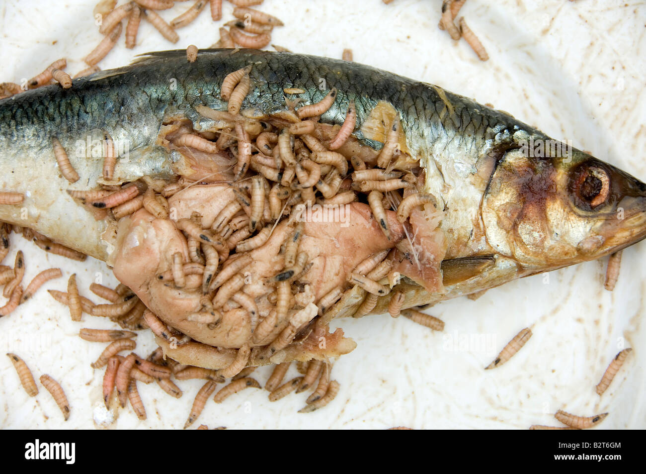 I pesci morti strisciando con vermi Foto Stock