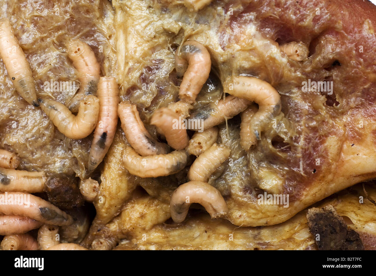 Vermi di carne in decomposizione Foto Stock